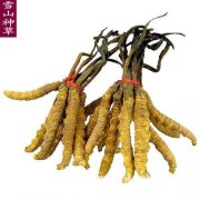 不邮寄河南136 991 22221鹤壁市回收冬虫夏草片仔癀