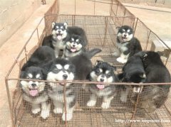 华坪县买阿拉斯加请进 狗场专业繁殖出售阿拉斯加
