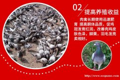 秋冬鸡鸭鹅鸽鹌鹑抗应激专用禽用多维营养液禽益宝