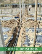 东明园林绿化苗木灌溉管道设计图