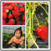 长沙农家乐一日游、企业员工拓展培训、草莓采摘就去胖仔农庄