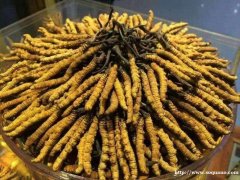 潍坊市回收冬虫夏草 过期 生虫 长毛 发黑 断草剩余价值