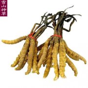忻州市回收冬虫夏草-大小2条3根4个5只1克重量