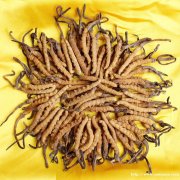 莆田市回收冬虫夏草-包括近期-生虫-发黑-混瘪-断条草